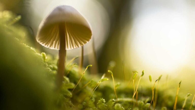 How To Log In Through Cricbet99 Club Home Section?